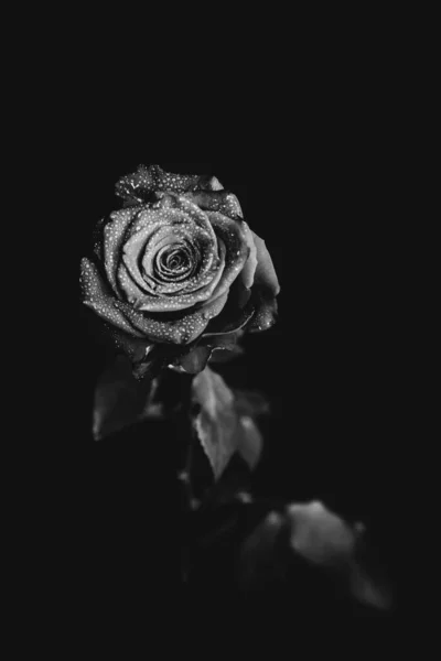 Photo Noir Blanc Une Rose Fleurs Sur Fond Sombre Gouttes — Photo