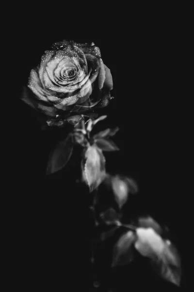 Fekete Fehér Fénykép Egy Virágzó Rózsáról Sötét Háttérrel Vízcseppek Harmat — Stock Fotó