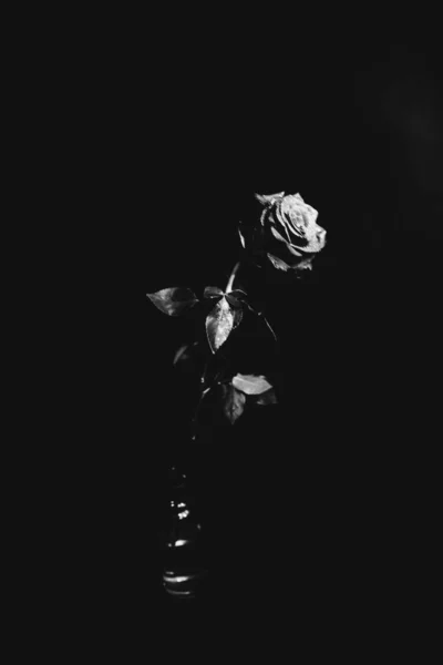 Schwarz Weiß Foto Einer Blühenden Rose Auf Dunklem Hintergrund Wassertropfen — Stockfoto