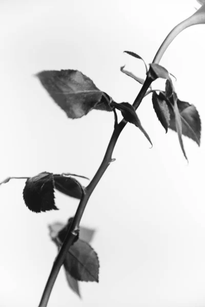 Black White Photo Blooming Black Velvet Rose White Background Plant — Stock Photo, Image