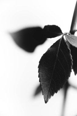 Beyaz arka planda çiçek açan siyah kadife bir gülün siyah beyaz fotoğrafı. Çiçek yakın plan, bir gülün sanat fotoğrafı. Çok güzel bir kadınsı çiçeğin durgun yaşamı