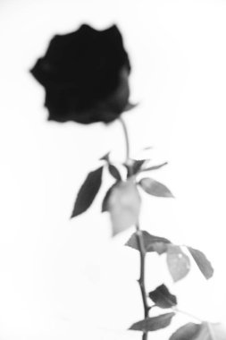 Beyaz arka planda çiçek açan siyah kadife bir gülün siyah beyaz fotoğrafı. Çiçek yakın plan, bir gülün sanat fotoğrafı. Çok güzel bir kadınsı çiçeğin durgun yaşamı