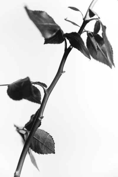 開花した黒いベルベットの黒と白の写真は白い背景にバラ 植物のクローズアップ バラのアート写真 女性の花の非常に美しい静物画 — ストック写真