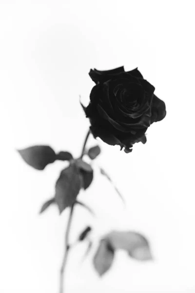 Photo Noir Blanc Une Rose Velours Noire Fleurs Sur Fond — Photo