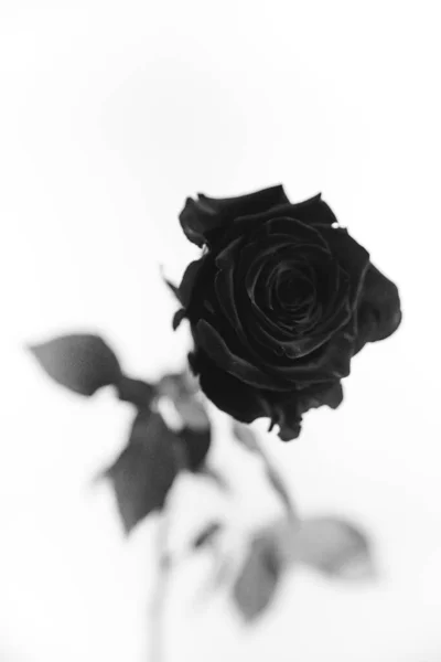 Foto Blanco Negro Una Rosa Terciopelo Negro Flor Sobre Fondo —  Fotos de Stock