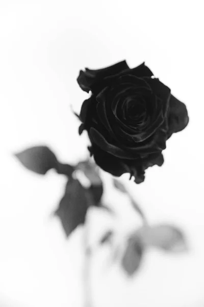 Black White Photo Blooming Black Velvet Rose White Background Plant — Stock Photo, Image