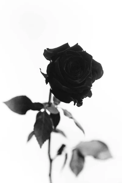 Schwarz Weiß Foto Einer Blühenden Schwarzen Samtrose Auf Weißem Hintergrund — Stockfoto