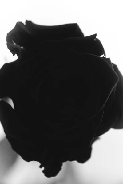 Foto Blanco Negro Una Rosa Terciopelo Negro Flor Sobre Fondo — Foto de Stock