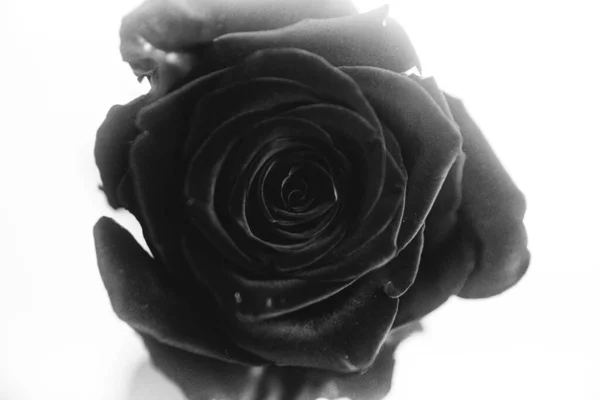 Foto Blanco Negro Una Rosa Terciopelo Negro Flor Sobre Fondo —  Fotos de Stock