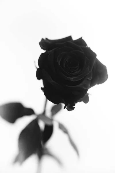 Foto Bianco Nero Una Rosa Velluto Nero Fiore Sfondo Bianco — Foto Stock