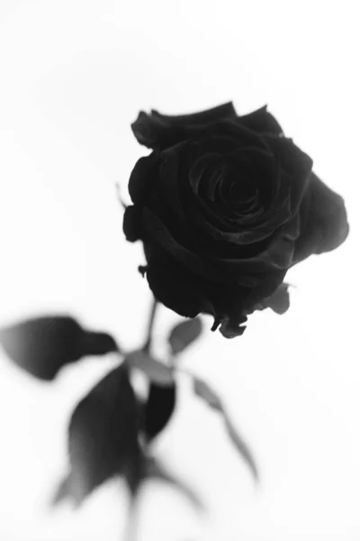 Czarno Białe Zdjęcie Kwitnącej Czarnej Aksamitnej Róży Białym Tle Roślina — Zdjęcie stockowe