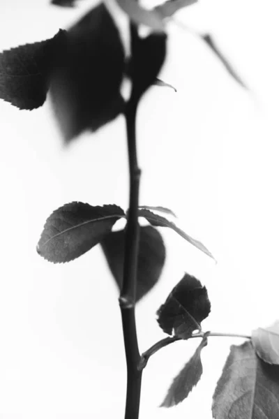 開花した黒いベルベットの黒と白の写真は白い背景にバラ 植物のクローズアップ バラのアート写真 女性の花の非常に美しい静物画 — ストック写真