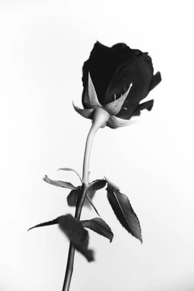Photo Noir Blanc Une Rose Velours Noire Fleurs Sur Fond — Photo