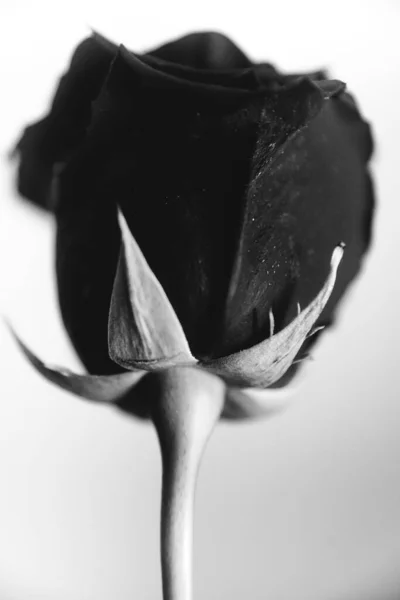 Czarno Białe Zdjęcie Kwitnącej Czarnej Aksamitnej Róży Białym Tle Roślina — Zdjęcie stockowe