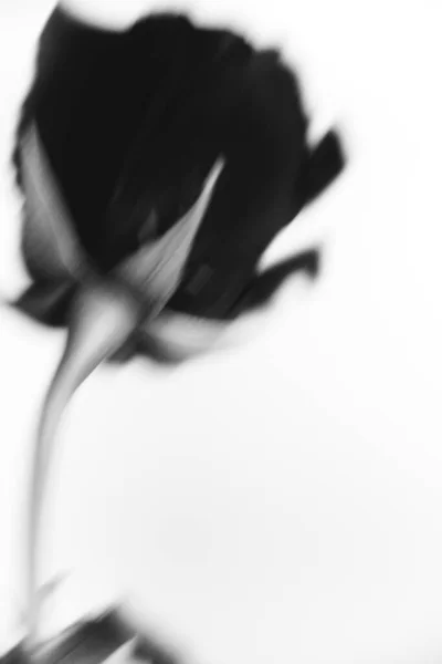 Black White Photo Blooming Black Velvet Rose White Background Plant — Stock Photo, Image