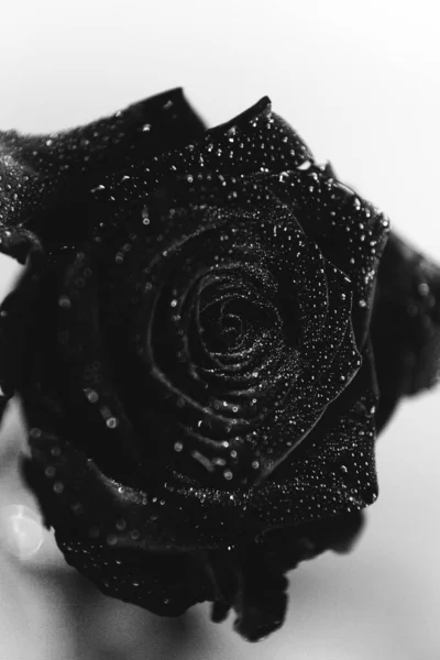 Foto Blanco Negro Una Rosa Terciopelo Negro Flor Sobre Fondo —  Fotos de Stock