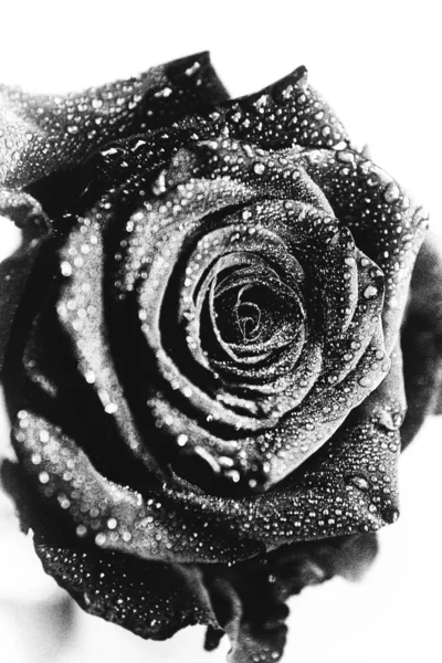 Foto Bianco Nero Una Rosa Velluto Nero Fiore Sfondo Bianco — Foto Stock