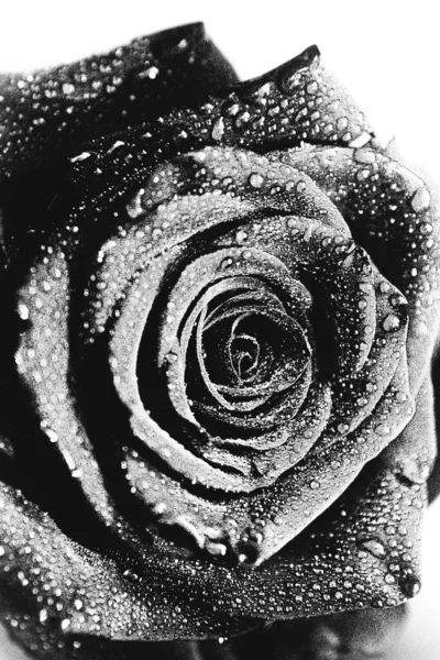 Black White Photo Blooming Black Velvet Rose White Background Plant — Stock Photo, Image