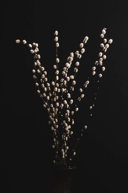 Herbarium, pussies, bouquet on a black background. Studio color art photography of exotic plants and flowers. 