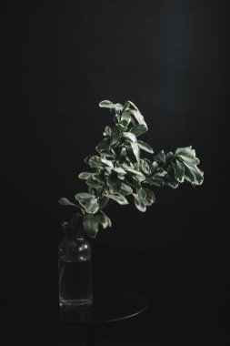 Herbarium, pussies, bouquet on a black background. Studio color art photography of exotic plants and flowers. 