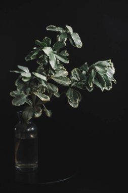 Herbarium, pussies, bouquet on a black background. Studio color art photography of exotic plants and flowers. 