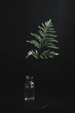 Herbarium, pussies, bouquet on a black background. Studio color art photography of exotic plants and flowers. 