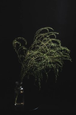 Herbarium, pussies, bouquet on a black background. Studio color art photography of exotic plants and flowers. 