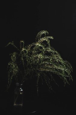Herbarium, pussies, bouquet on a black background. Studio color art photography of exotic plants and flowers. 