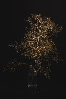 Herbarium, pussies, bouquet on a black background. Studio color art photography of exotic plants and flowers. 
