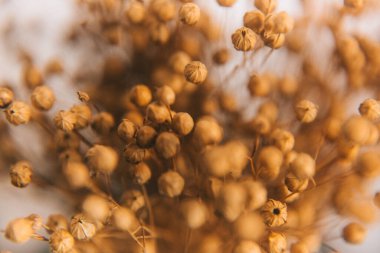Herbarium, pussies, bouquet on black background. Color art photography of exotic plants and flowers. 
