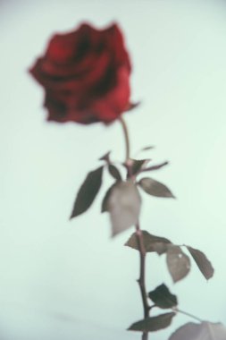 Renkli sanat fotoğrafçılığı. Yumuşak mavi arkaplanda tek bir kırmızı gül çiçeği. Minimalizm, yakın çekim, makro fotoğraf, üst görünüm