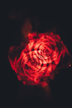 Üst manzara ve yakın plan, çiçek açan güzel bir gül çiçeği. Sevgililer Günü konsepti. Gül sanatı