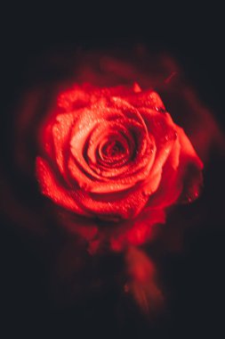 Üst manzara ve yakın plan, çiçek açan güzel bir gül çiçeği. Sevgililer Günü konsepti. Gül sanatı