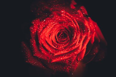 Üst manzara ve yakın plan, çiçek açan güzel bir gül çiçeği. Sevgililer Günü konsepti. Gül sanatı