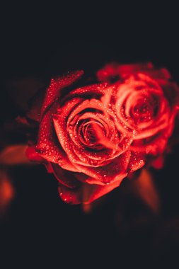 Üst manzara ve yakın plan, çiçek açan güzel bir gül çiçeği. Sevgililer Günü konsepti. Gül sanatı