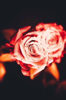 Üst manzara ve yakın plan, çiçek açan güzel bir gül çiçeği. Sevgililer Günü konsepti. Gül sanatı