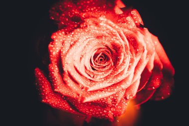 Üst manzara ve yakın plan, çiçek açan güzel bir gül çiçeği. Sevgililer Günü konsepti. Gül sanatı