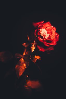 Üst manzara ve yakın plan, çiçek açan güzel bir gül çiçeği. Sevgililer Günü konsepti. Gül sanatı