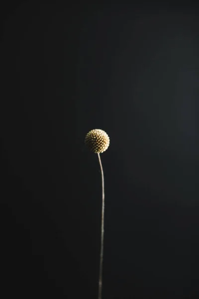 Herbarium Pussies Bouquet Black Background Studio Color Art Photography Exotic — ストック写真