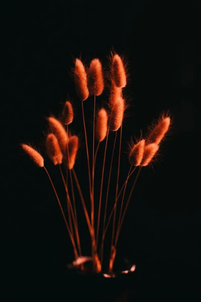 Herbarium Pussies Bouquet Black Background Studio Color Art Photography Exotic — ストック写真