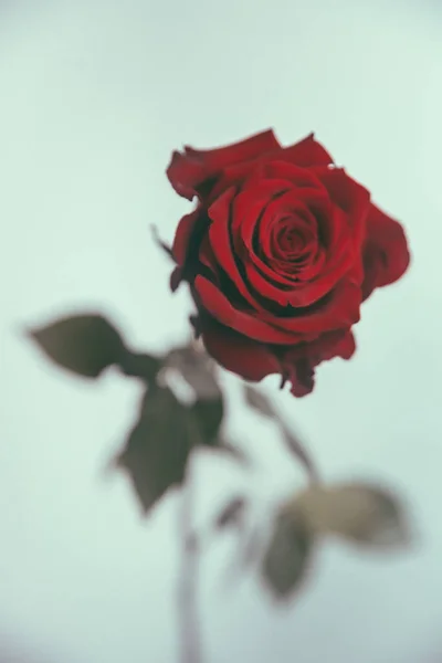 Φωτογραφία Έγχρωμης Τέχνης Ένα Κόκκινο Τριαντάφυλλο Ένα Απαλό Μπλε Φόντο — Φωτογραφία Αρχείου