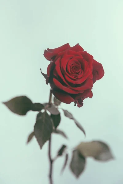 Barevná Fotografie Jediná Červená Růže Měkkém Modrém Pozadí Minimalismus Detailní — Stock fotografie