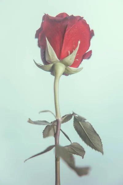 Photographie Art Couleur Une Seule Fleur Rose Rouge Sur Fond — Photo