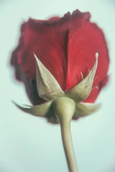 Цветная Фотография Один Красный Цветок Розы Мягком Голубом Фоне Минимализм — стоковое фото
