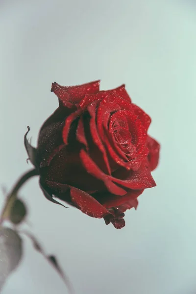 Farbkunst Fotografie Eine Einzelne Rote Rose Auf Einem Weichen Blauen — Stockfoto