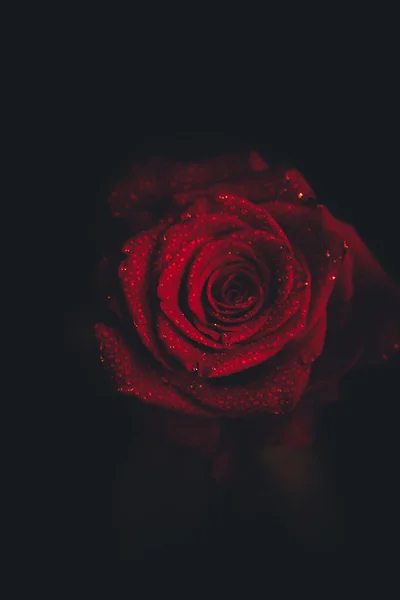 Üst Manzara Yakın Plan Çiçek Açan Güzel Bir Gül Çiçeği — Stok fotoğraf