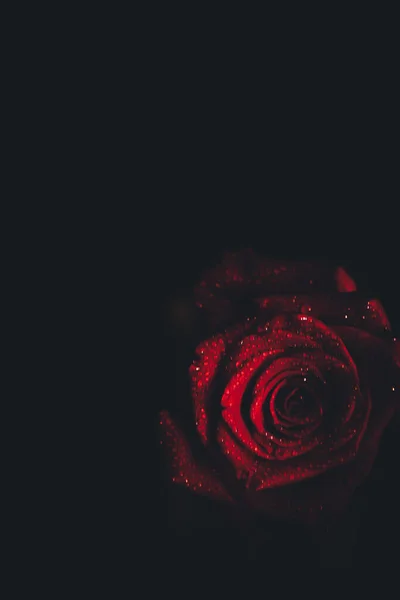 Draufsicht Und Nahaufnahme Blühende Schöne Rosenblüte Das Konzept Des Valentinstags — Stockfoto