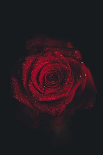 Bovenaanzicht Close Bloeiende Mooie Rozenbloem Het Concept Van Valentijnsdag Kunst — Stockfoto