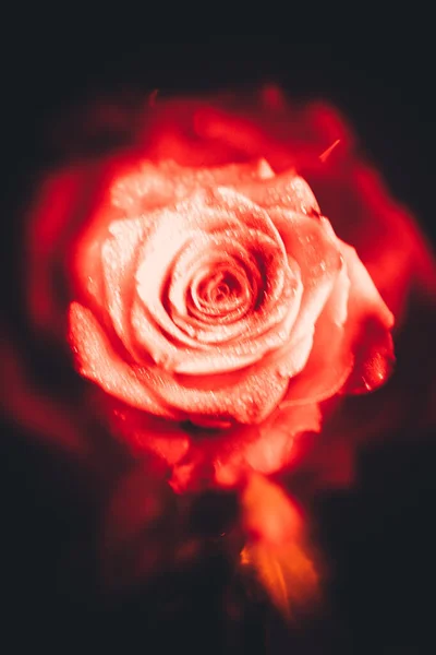 Вид Сверху Крупным Планом Цветущий Красивый Цветок Розы Концепция Дня — стоковое фото