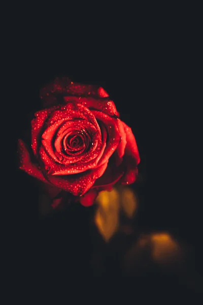 아름다운 장미꽃을 피운다 발렌타인데이의 컨셉이야 — 스톡 사진